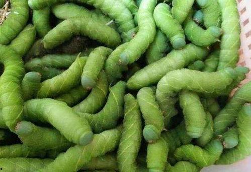 黑料吃瓜入口大豆,揭秘大豆背后的惊人真相